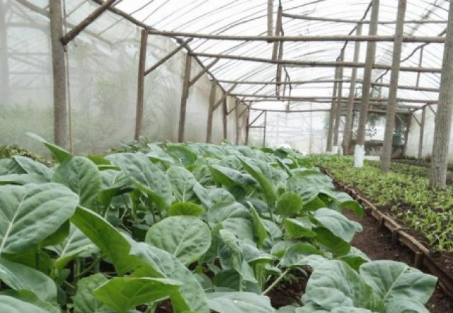 Kebun Sayur Organik Greenhouse - Kecamatan Prigen